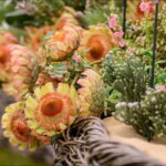Chelsea Flowers on show in Stanford