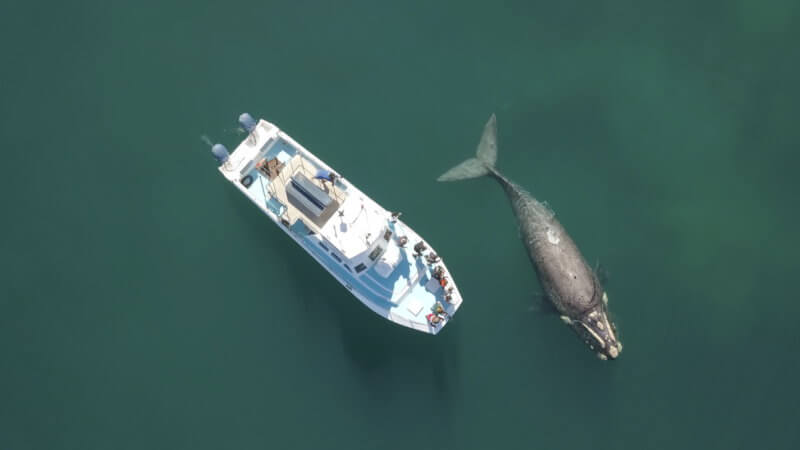 whale watching boat trip with Ivanhoe Sea Safaris