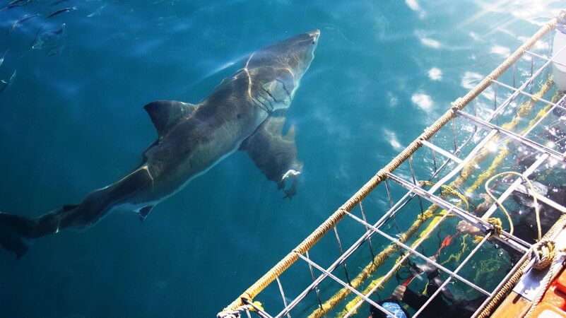shark cage diving adventure to shark alley from Kleinbaai